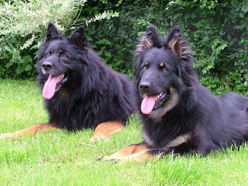 chodsk� pes - �t��ata