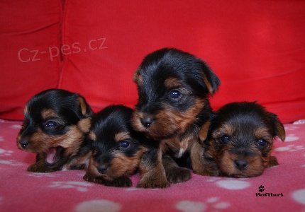 Jork��rsk� teri�r - �t���tka bez PP