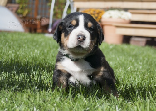 �t�n� Velk�ho �v�cara