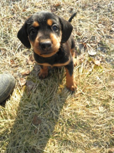 Slovensk� kopov- �t�n�