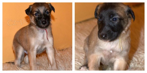 Dlouhosrst� vipet prodej �t��at