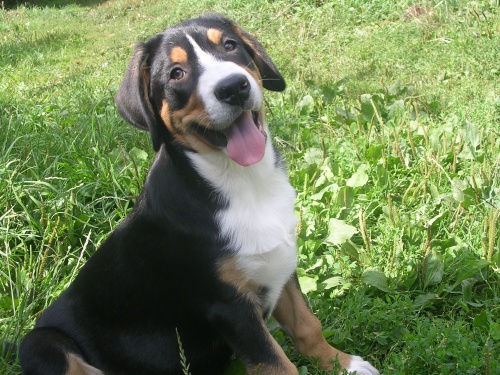 Velk� �v�carsk� sla�nick� pes