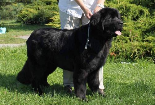 Novofundlandsk� pes-�t�n�