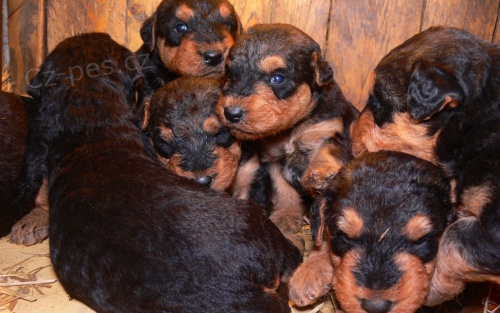 Erdelterier, �t��ata s PP