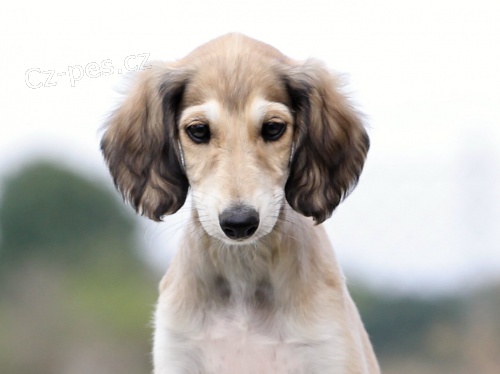 SALUKI �t���tka