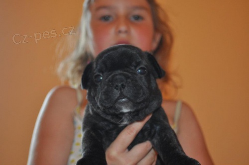 Francouzsk� buldo�ek s PP