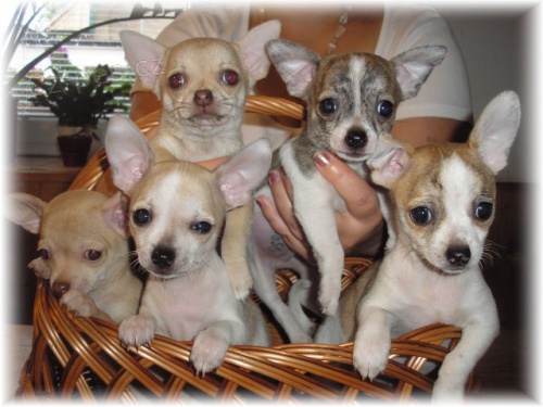 �ivava kr�tko i dlouhosrst�