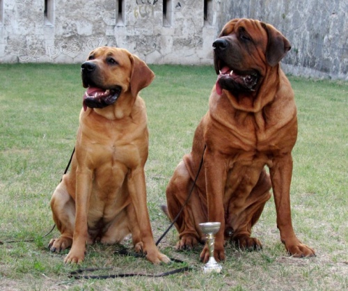 Tosa Inu - Rezervace na �t��ata s PP