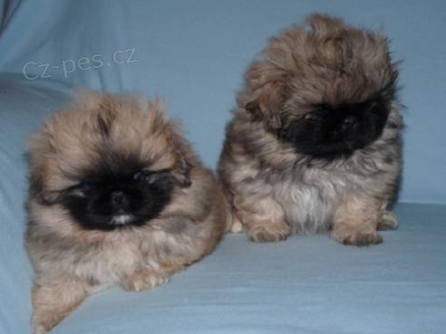 Pekingsk� pal�cov� ps�k