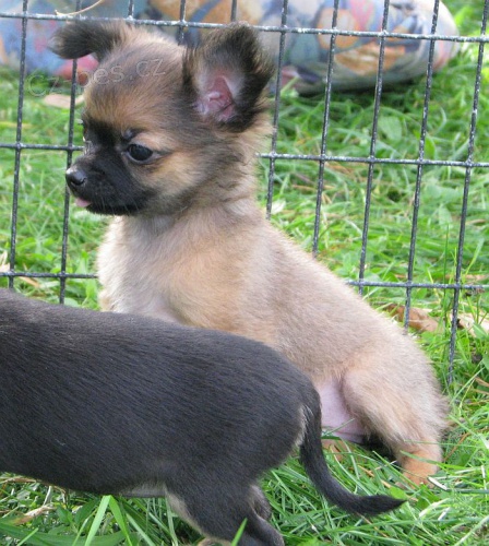 �ivava dlouhosrst� , kr�tkosrst�