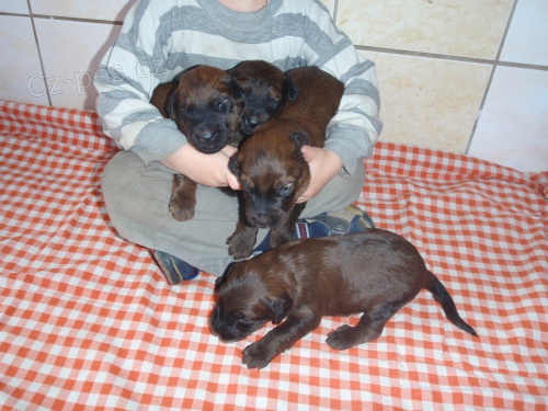 Braird - plav� a �ern� �t���tka