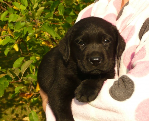 Labradorsk� retriever - levn�