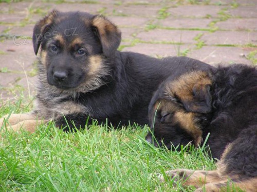 Prod�m NO s PP- kr�sn� fenky