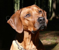 �t���tka ridgebacka s PP