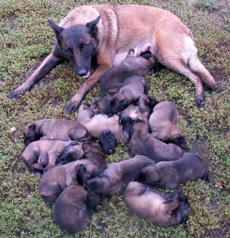 �t��ata BO malinois, pracovn� krev