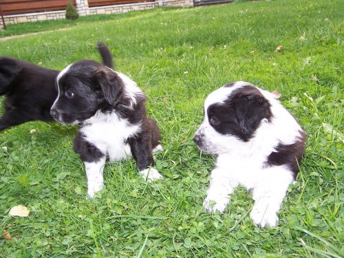 Prod�m �t��ata Border kolie bez PP