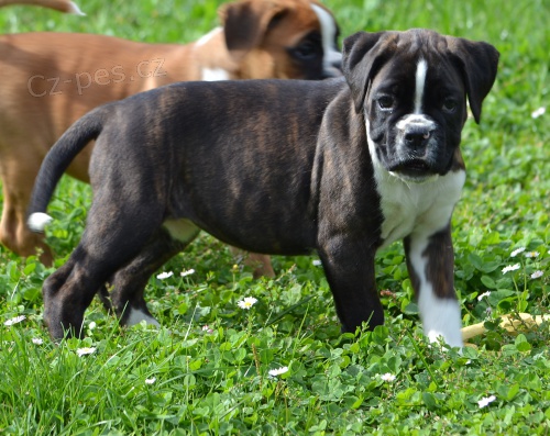 N�meck� boxer s PP