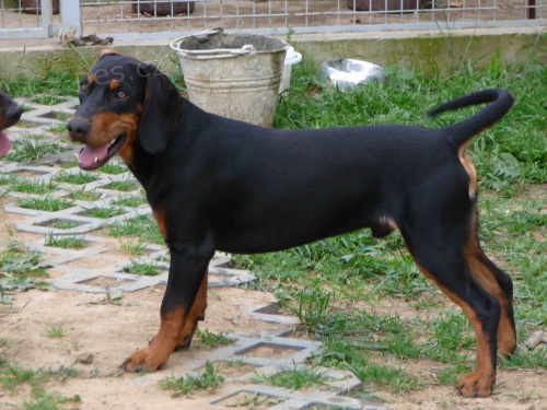 Prod�m �t��ata slovensk�ho kopova