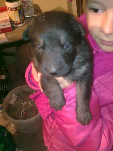 Prod�m �t��ata n�meck�ho ov��ka