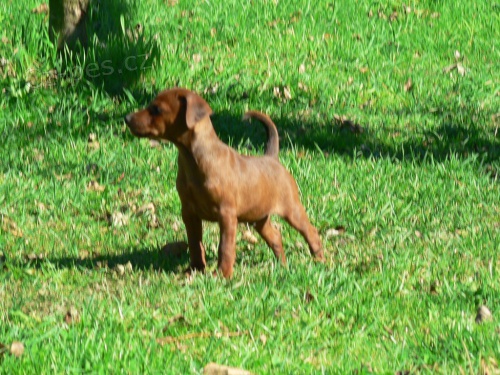 Trpasli�� pin� - �t���tka