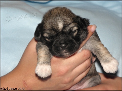 Lhasa apso s pp - fene�ky