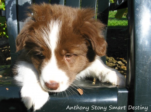 Prod�m �t�n� border kolie