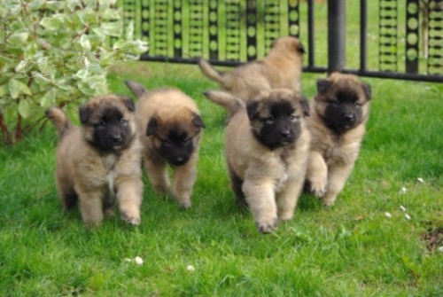  �t��ata Belgick� ov��k - Tervueren