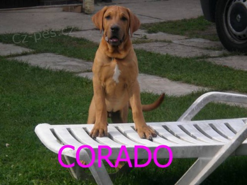 Tosa inu - v�prodej