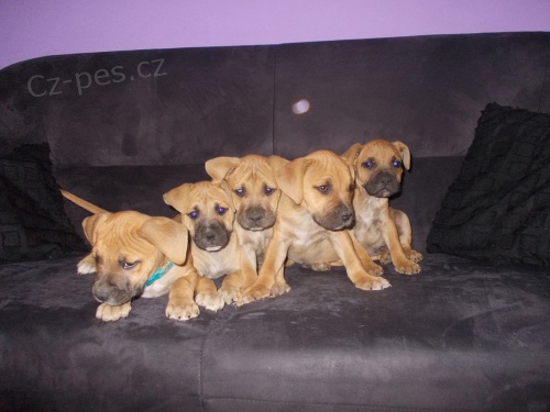 Prod�m �t���tka Americk�ho staford��rsk�ho teri�ra