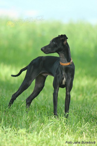 Italsk� chrt�k s PP