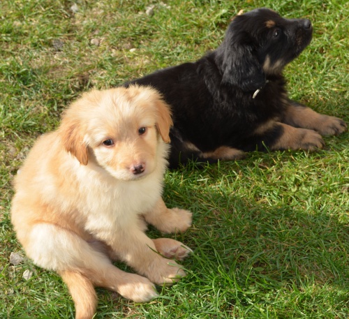 �t�n� Hovawart s PP