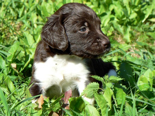 �t��ata Mal� m�nsterlandsk� oha�