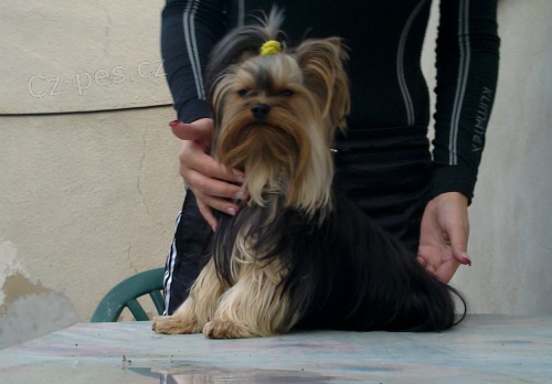 Kryt� Jork��ra