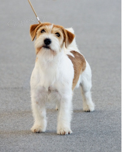 Jack Russell teri�r - pes ke kryt�
