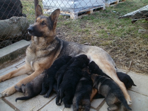 n�meck� ov��k �t��ata