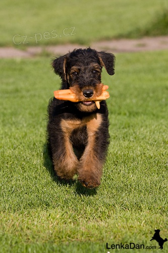 Erdelterier ,Airedale terrier,�t��ata