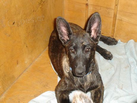 Fenka Holandsk�ho ov��ka