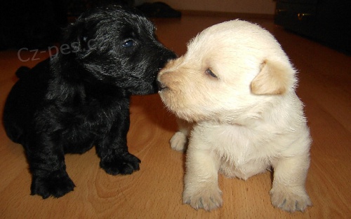 Skotsk� teri�r-�t���tka