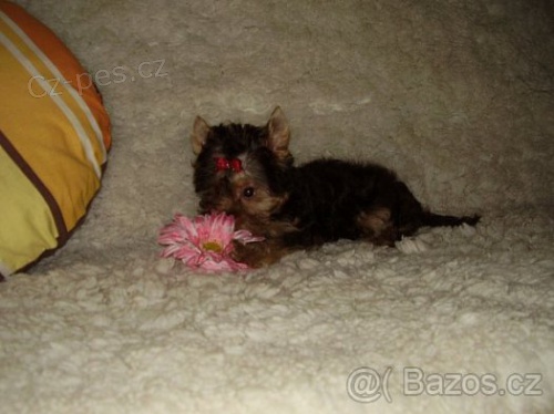 �okol�dov� jork��rek- raritka