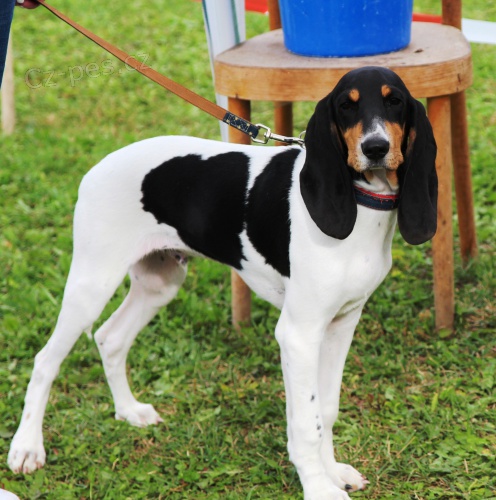 Bernsk� honi� �t�n�