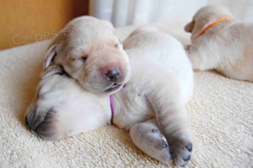 �t���tka labradorsk�ho retr�vra s PP