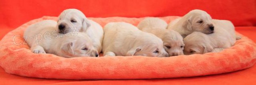 Zlat� retr�vr � golden retriever s PP