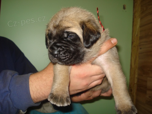 anglick� mastif s pp