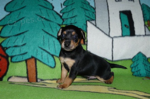 Trpasli�� pin� po zdrav�ch rodi��ch