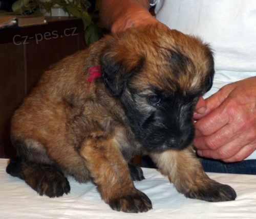 �t��ata - Irish Soft Coated Wheaten Terrier