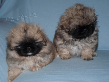 Pekingsk� pal�cov� ps�k-�t��ata, prodej