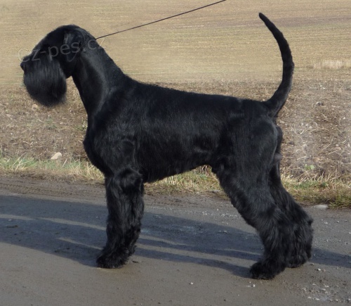 Kn�ra� velk� �ern� �t��ata s PP