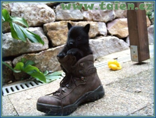 �iperka - �t���tka s pp