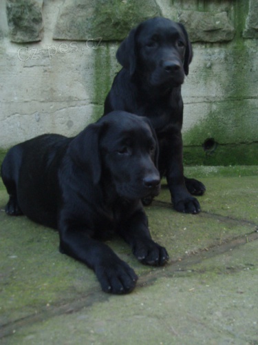 Labradorsk� retr�vr-�ern� �t�n�tka s PP