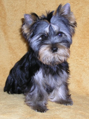 �t��ata jork��ra